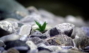 Il segno rosso del coraggio