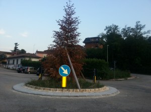 albero_piazzale_xxv_aprile_-_ceccano1