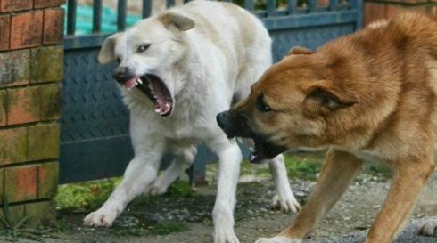 7ad81-caniaggressivi