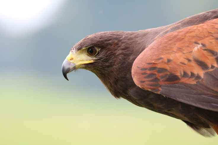 harris-hawk-hawk-harris-bird-162354.jpeg